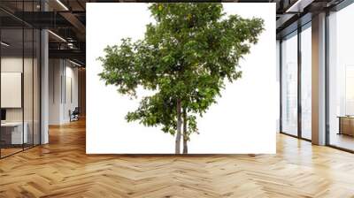 Beautiful green tree isolated on white background Wall mural