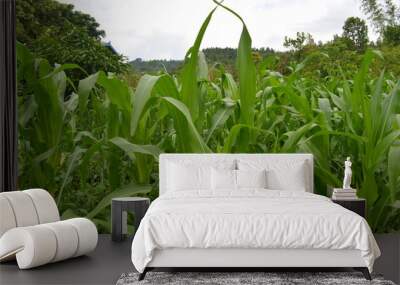 Maize field with long green leaf Wall mural