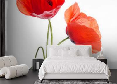  bouquet of red poppies isolated on white background. Wall mural