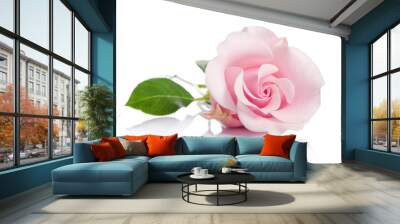 single pink rose isolated on white background Wall mural