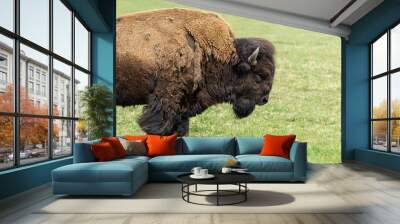 Close up of head american bull bison on grass pasture Wall mural