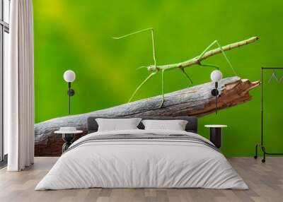 Green walking stick, stick bug, phobaeticus serratipes standing on tree branch. Animal, nature Wall mural