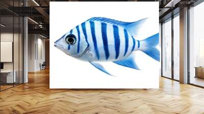 A blue and white striped fish swimming in the ocean Wall mural