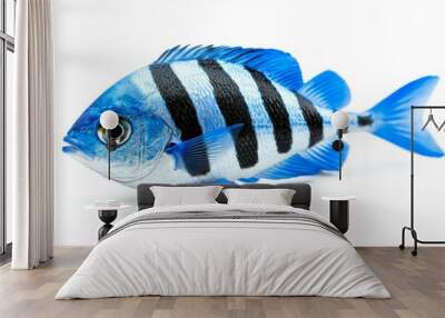 A blue striped fish with black stripes on its body Wall mural