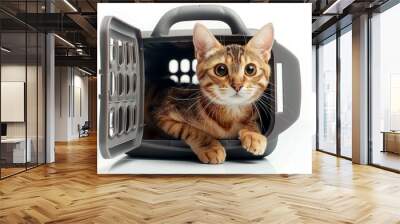 A cat is sitting in a pet carrier Wall mural