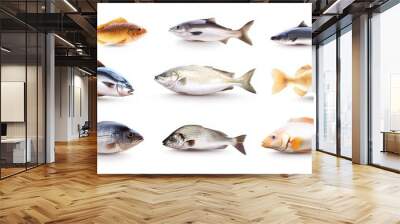 A collection of fish with different colors and sizes Wall mural