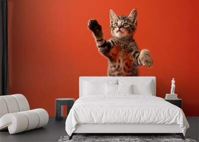 A kitten is standing on a red background and is playing with its paw Wall mural