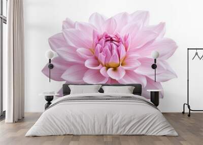 A single pink flower with a white background Wall mural