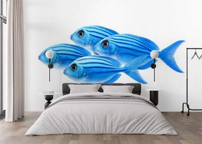 Three blue striped fish swimming together Wall mural