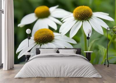 Three white flowers with yellow centers Wall mural