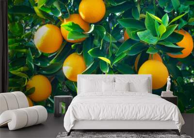 Valencian orange and orange blossoms. Spain. Spring harvest Wall mural