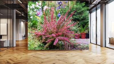 Berberis thunbergii Red Carpet ornamental perennial shrub in the garden landscape Wall mural