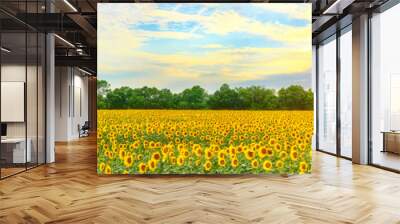 A field of sunflowers at sunset rays make their way from behind the clouds. Wall mural