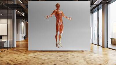 Human anatomy visualisation Wall mural