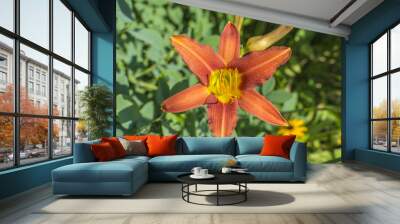 Detailed closeup of a red and orange Lily flower.   Wall mural