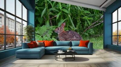 rabbit in the grass Wall mural