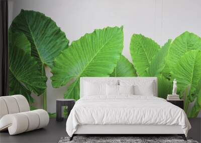 Closeup shot of alocasia plant leaves against wall background. Wall mural