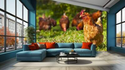 flock of chickens grazing on the grass Wall mural