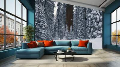 This shows the redwoods of the Giant Forest after a winter snow. Within the forest is the famous Sherman Tree, the largest tree in North America. Wall mural