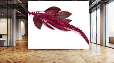 Amaranthus isolated. Wall mural