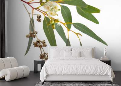 Blossoming eucalypt with dried fruits. Isolated on white background Wall mural