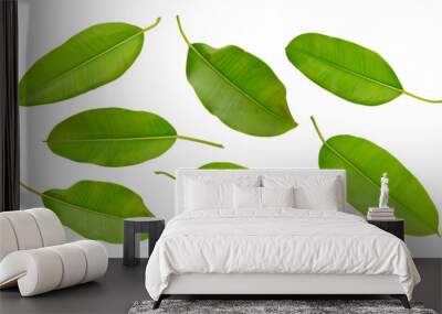 Ficus Leawes set. Isolated on white background Wall mural