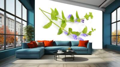 Scutellaria galericulata, the common skullcap, marsh skullcap or hooded skullcap. Isolated Wall mural