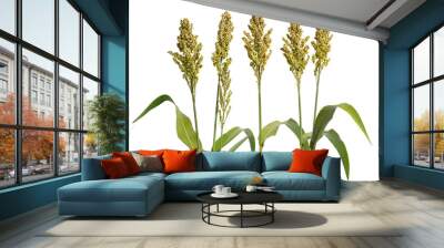 Sorghum bicolor, commonly called sorghum and also known as great millet, durra, jowari, jowar or milo. Isolated Wall mural