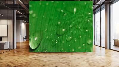 Rain drops on banana leaf Wall mural