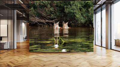 Two ducks upside down in a river showing their bottoms and orange legs Wall mural