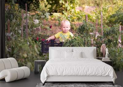 A little boy at the age of two is going to harvest in the garden Wall mural