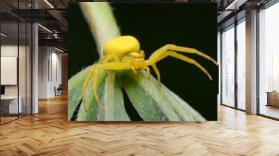 Goldenrod crab spider (Misumena vatia) on stem of golden rod plant. The yellow color matches that of flowers. Eight eyes and 6 of 8 legs visible. Wall mural