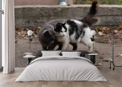 two cats siting on the street . grey cat . black and white cat Wall mural