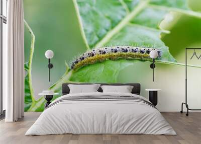 Cabbage White Caterpillar. Close up of Cabbage White Caterpillar eating holes in cabbage leaf Wall mural