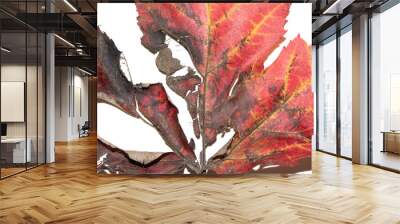 Close Up of an Autumn Acer Leaf on a White Background Wall mural