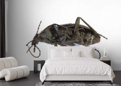 Dead Black Insect Beetle on White Background Wall mural