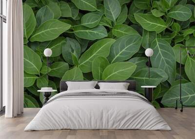 Close-up of intricate green foliage leaves, ideal for a textured background. Wall mural