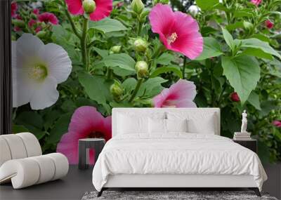 Gorgeous hollyhock blooms decorating the garden Wall mural