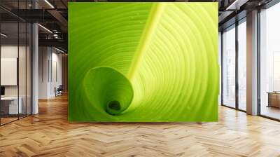 Banana leaf Wall mural