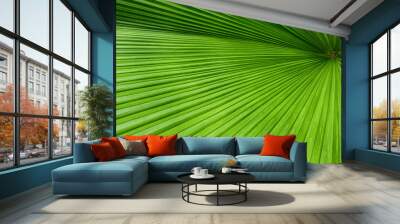 green palm leaf with line texture, Sumawong's palm tree ( Licuala peltata var. sumawongii ) Wall mural