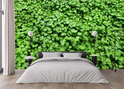 Water Pennywort ( Hydrocotyle umbellata L. ) with water drop after rain, green aquatic plant in the pond Wall mural