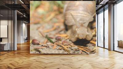 Common garden snail with shell crawling over the beach sand in the evening, close up selective focus Wall mural