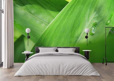 Greenish leafs, Green Background Wall mural