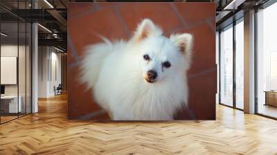 Indian Spitz Dog Looking Posing. Wall mural