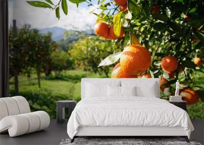 orange tree Wall mural