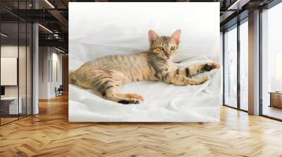 cute Thai cat Sleeping on the bed And warm morning light Wall mural