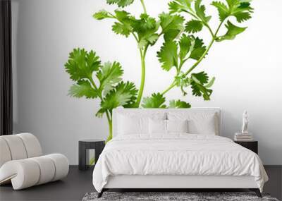 A sprig of fresh cilantro captured in the early morning light, emphasizing its role in fresh and vibrant cuisines, isolated on transparent background Wall mural