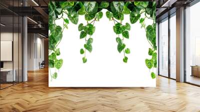 Green succulent leaves hanging vines ivy bush climbing epiphytic plant over transparent background Wall mural