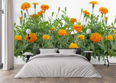 Marigold bed featuring an array of vibrant orange and yellow blooms, ideal for repelling garden pests, isolated on transparent background Wall mural