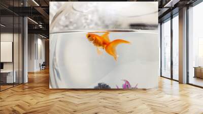 Goldfish in an aquarium Wall mural